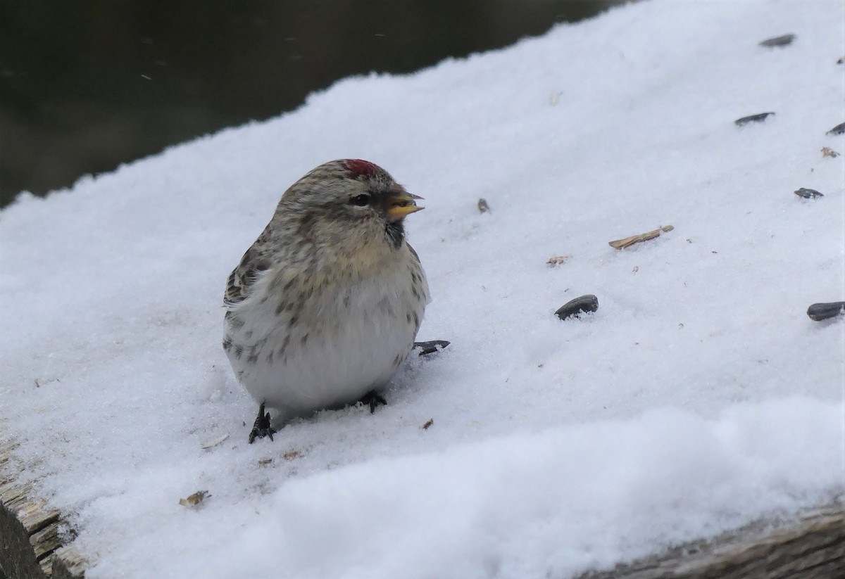 Redpoll (Hoary) - ML305570781