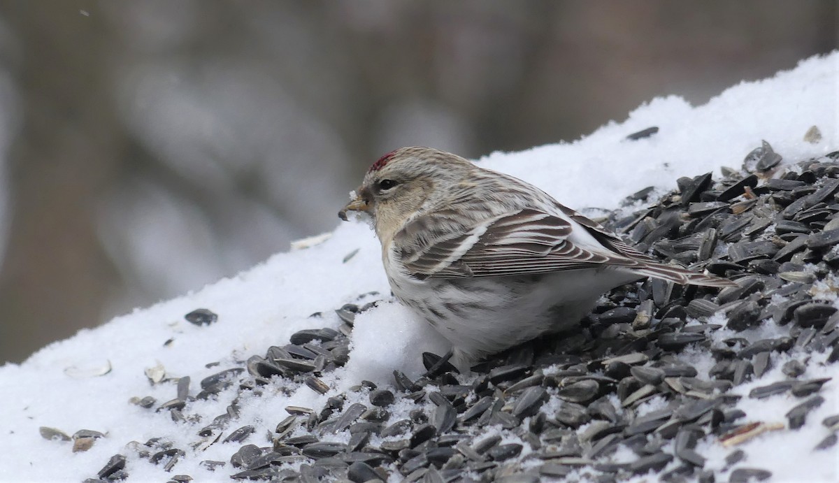 Redpoll (Hoary) - ML305570791