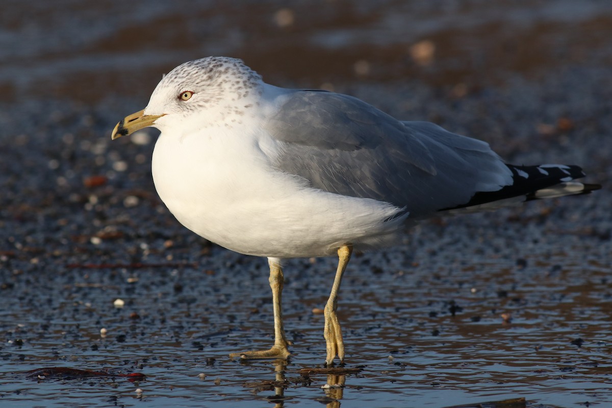 Ring-billed Gull - Brendan  Fogarty