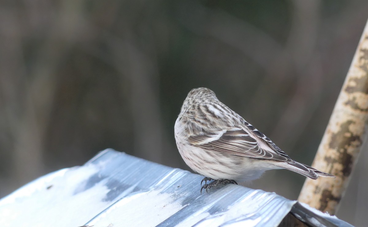 Redpoll (Hoary) - ML305571661