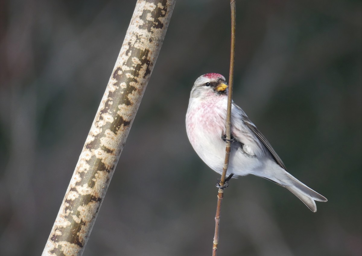 Redpoll (Hoary) - ML305571671