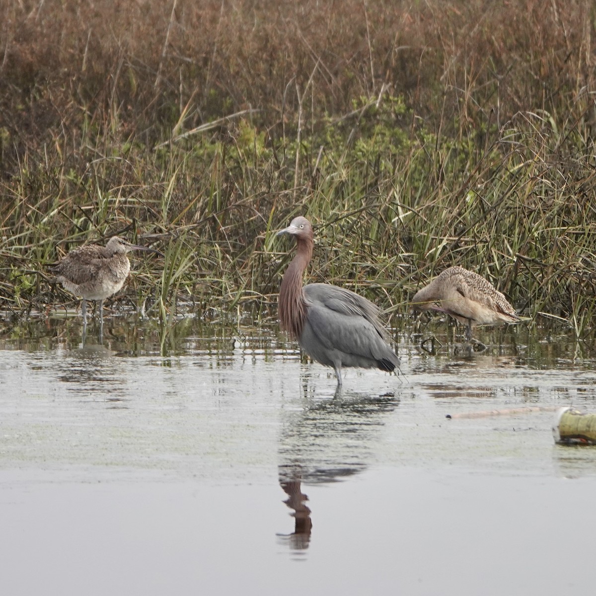 Reddish Egret - ML305574901