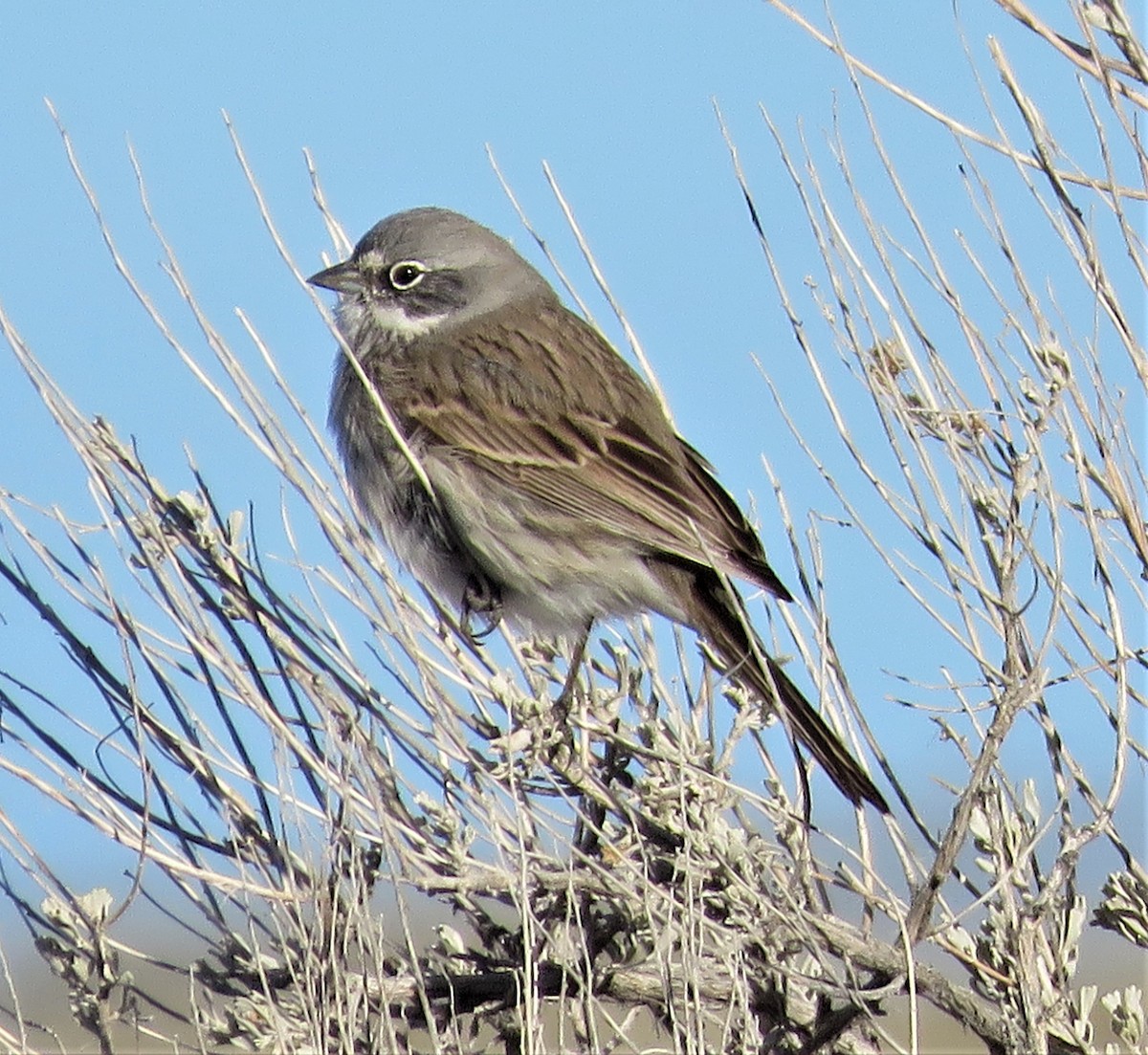 Sagebrush Sparrow - ML305575161