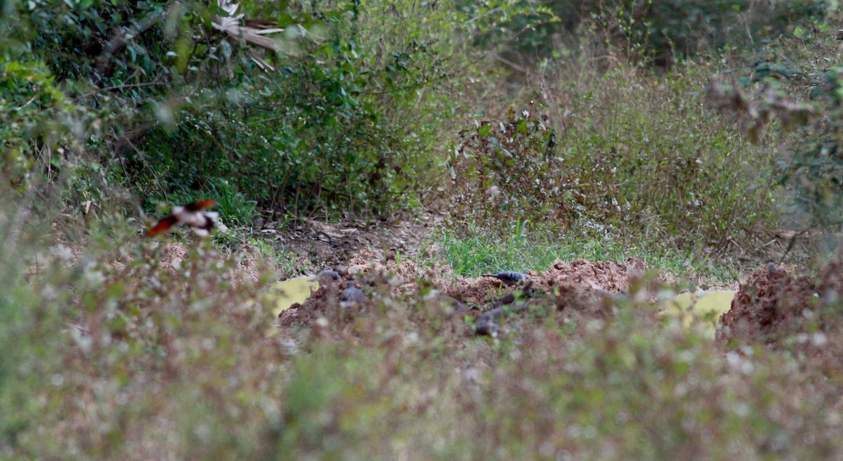 Blue Ground Dove - ML30557591