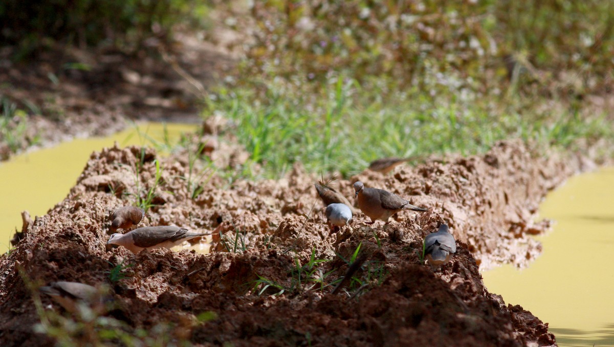 White-tipped Dove (White-tipped) - Jay McGowan