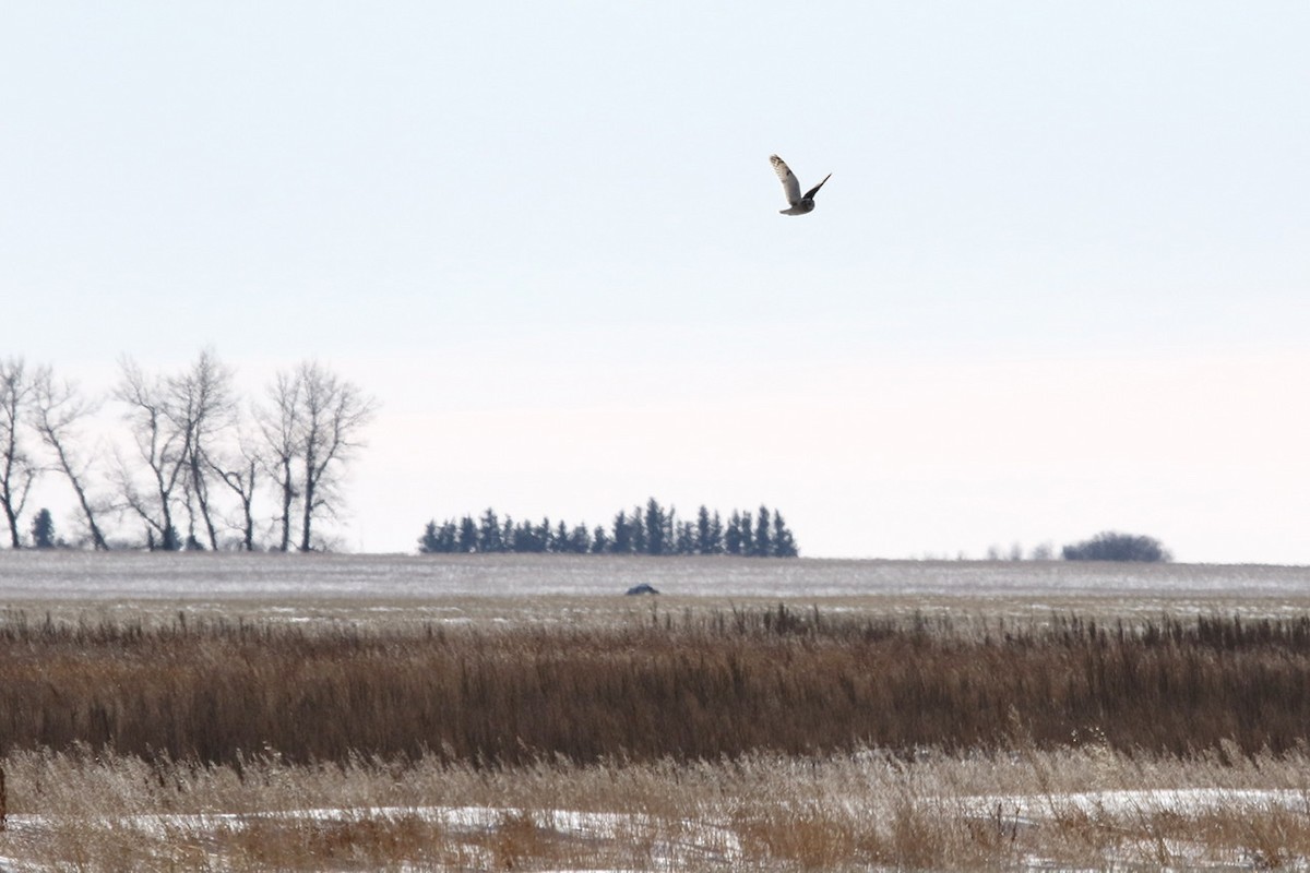 Hibou des marais - ML305576091