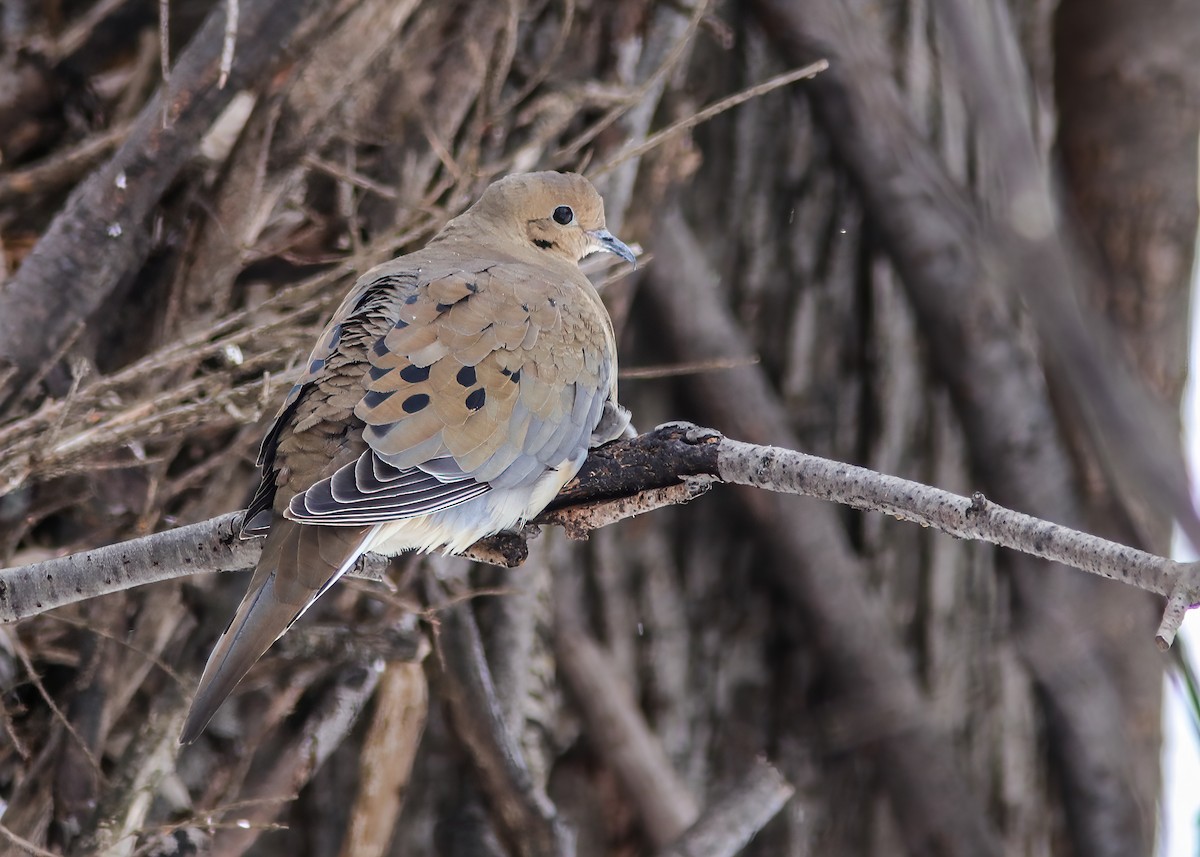 Mourning Dove - Marc Boisvert