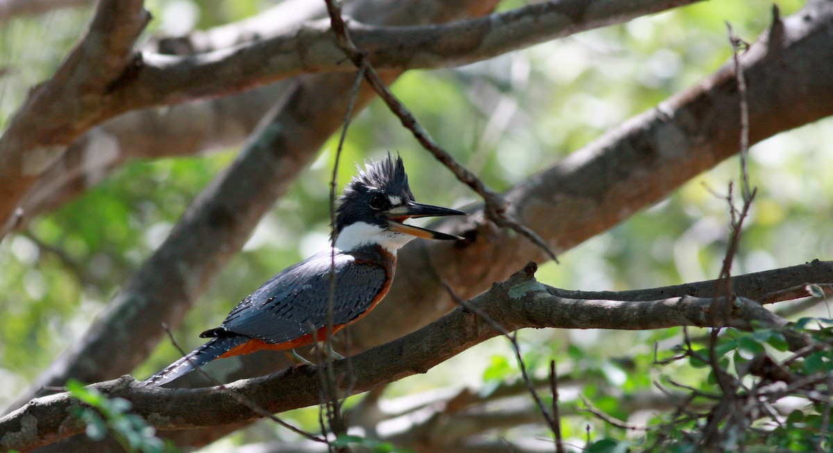 Ringed Kingfisher (Northern) - ML30557671