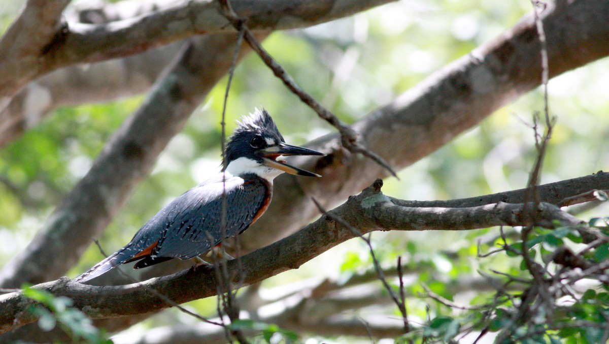 Ringed Kingfisher (Northern) - ML30557711