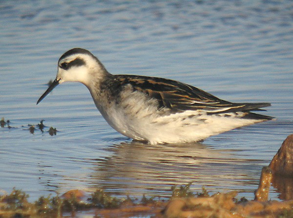 Phalarope à bec étroit - ML305577711