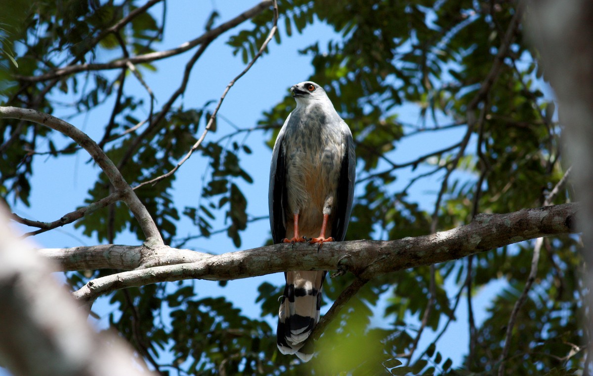 Stelzenbussard (caerulescens) - ML30557901