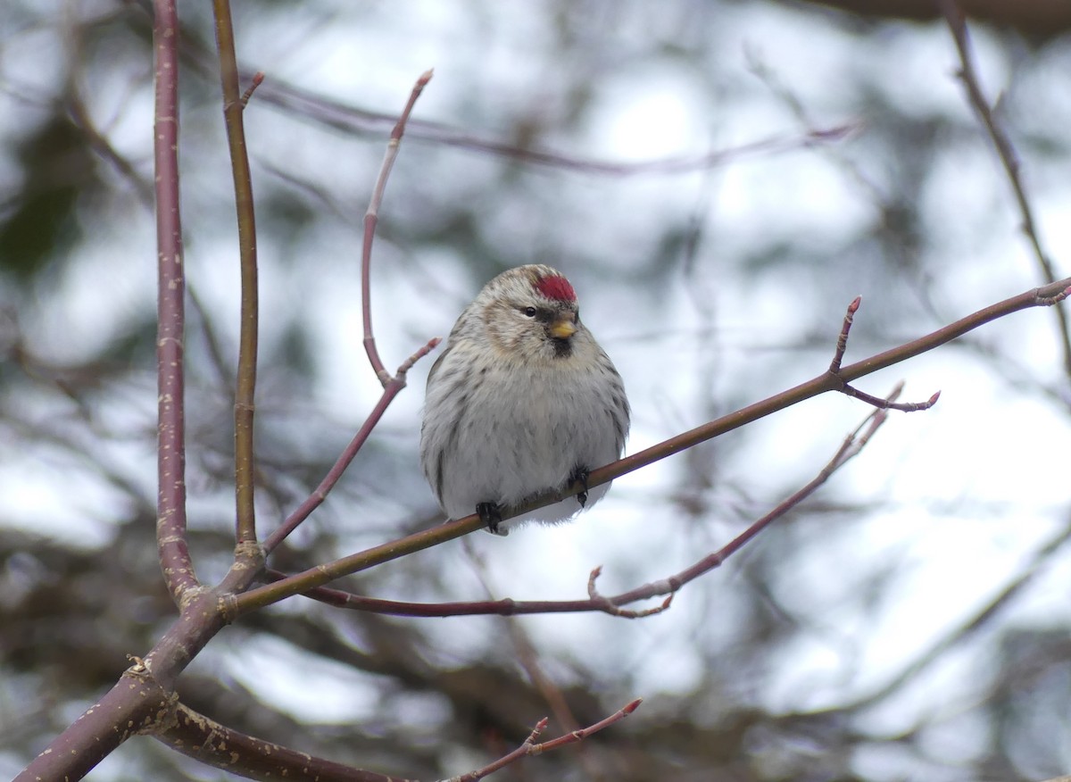 Redpoll (Hoary) - ML305579531