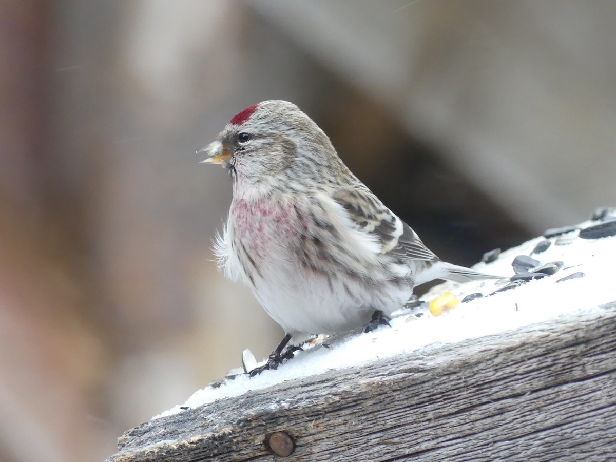 Redpoll (Hoary) - ML305579541