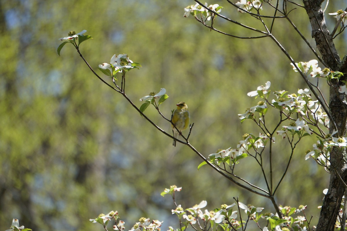 American Goldfinch - ML305580371