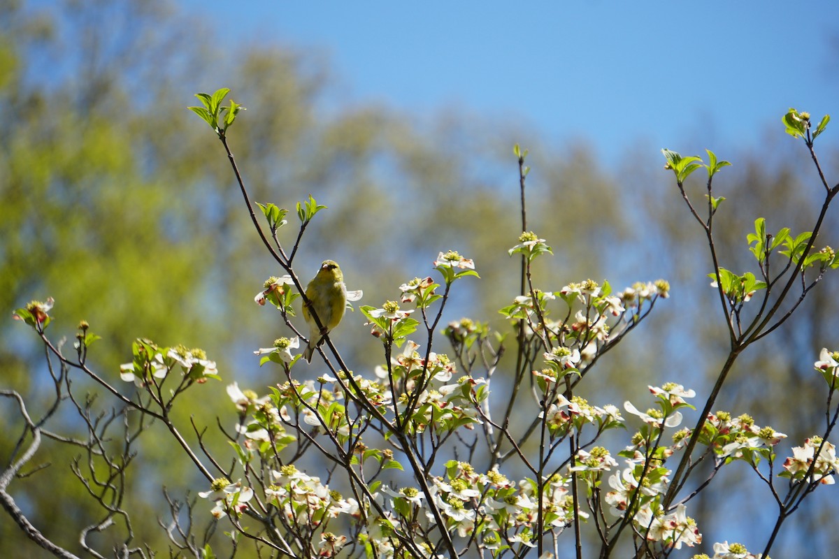 American Goldfinch - Kira Spagnoli