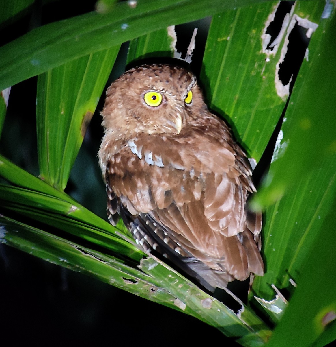 Andaman Scops-Owl - Adesh Shivkar
