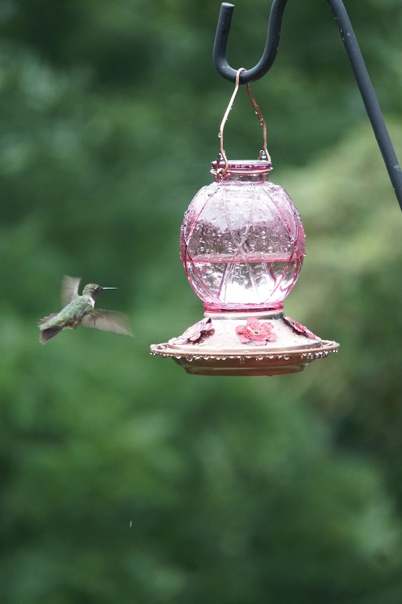Ruby-throated Hummingbird - ML305581251