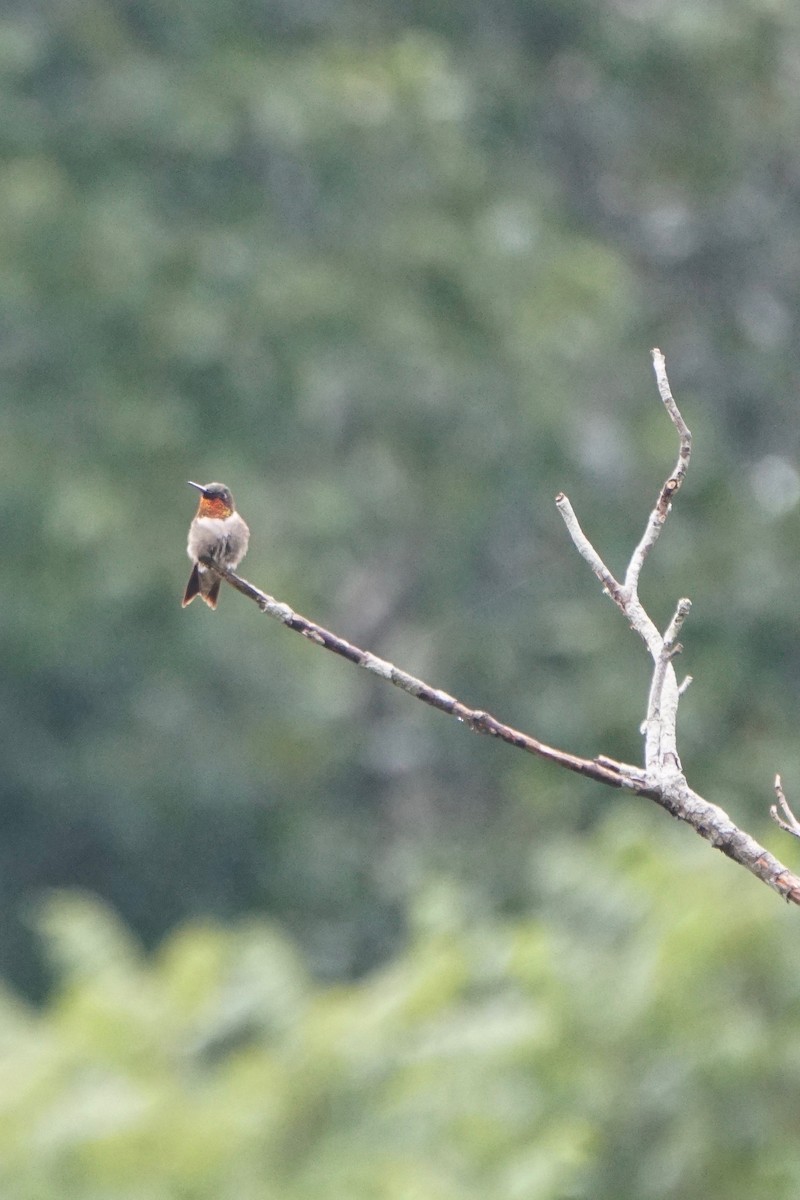 Ruby-throated Hummingbird - ML305581261