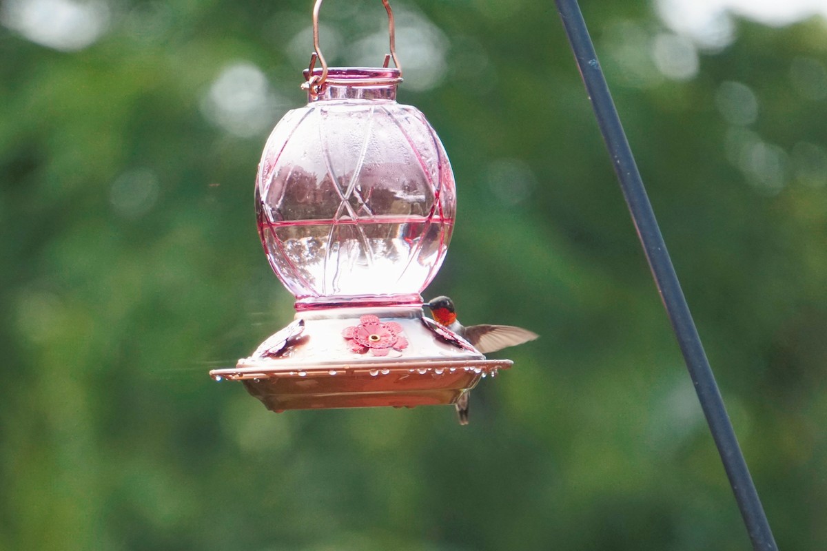Ruby-throated Hummingbird - ML305581341