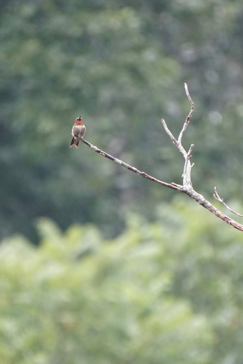 Ruby-throated Hummingbird - ML305581371