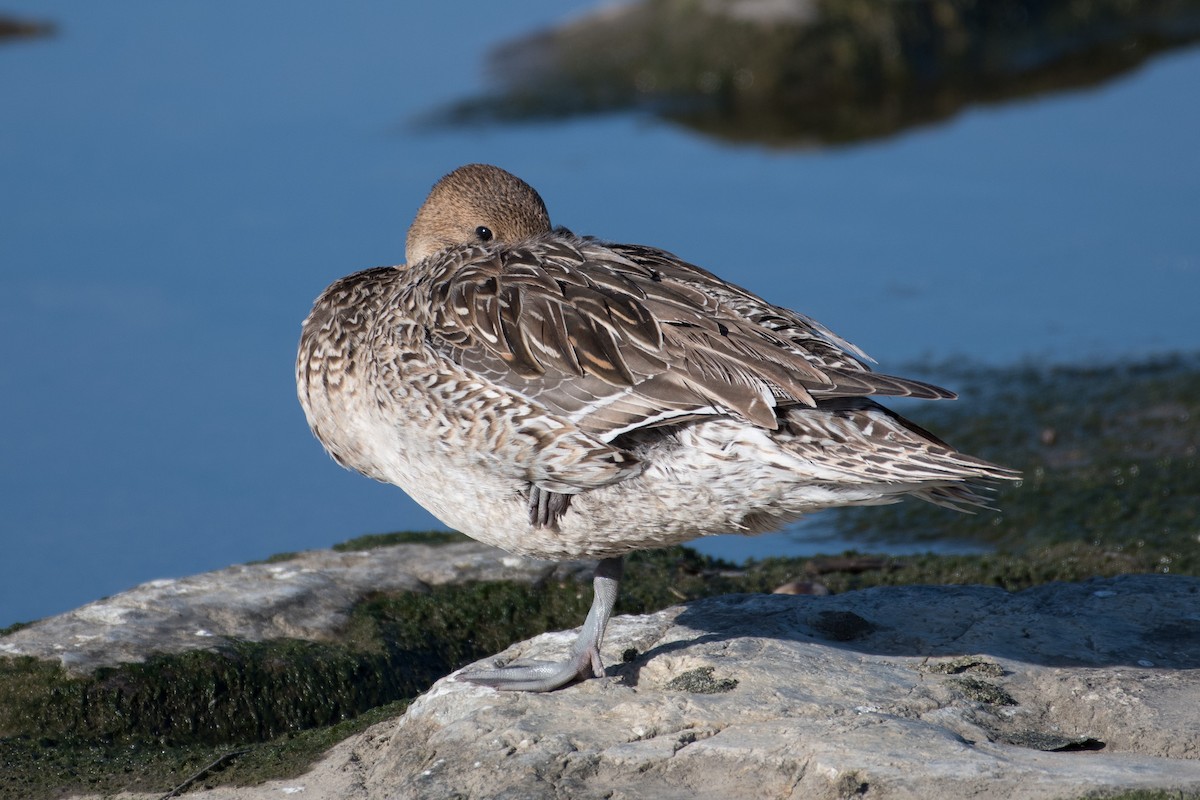 Northern Pintail - ML305583941