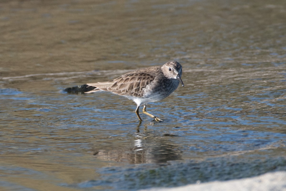 Least Sandpiper - Ken Reichner