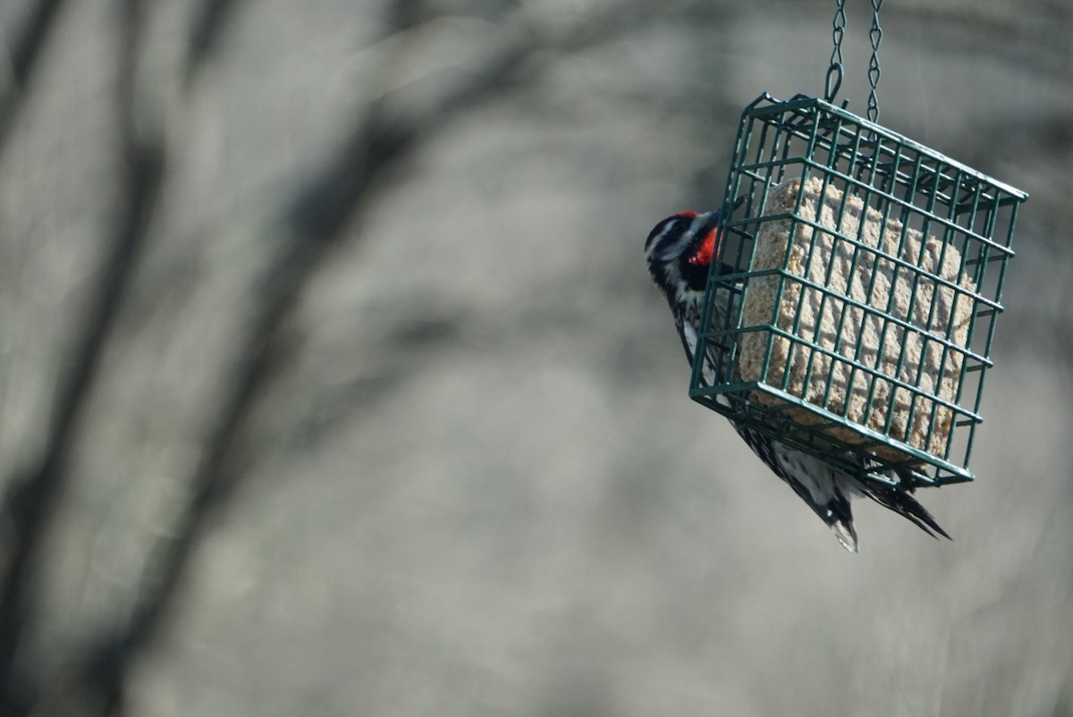 Yellow-bellied Sapsucker - ML305584821