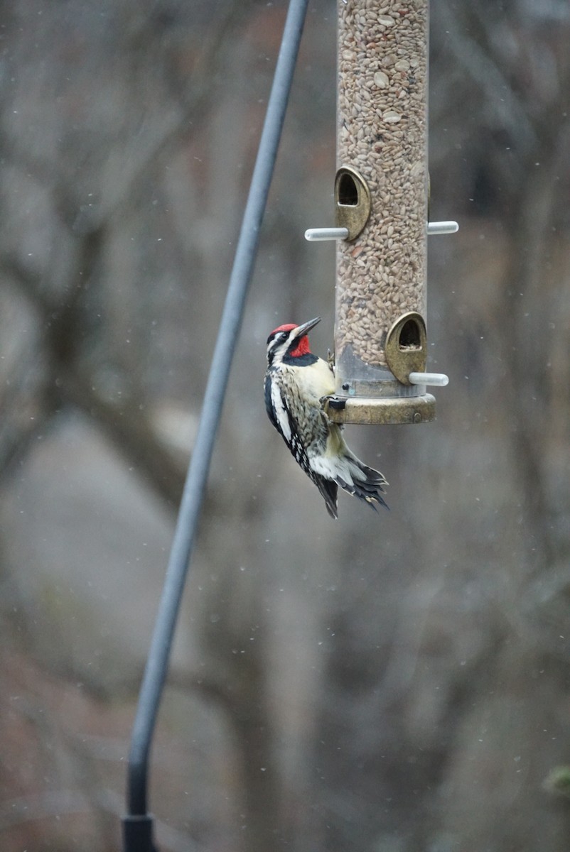 Yellow-bellied Sapsucker - ML305584841