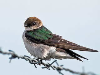 Violet-green Swallow - Tachycineta thalassina - Birds of the World