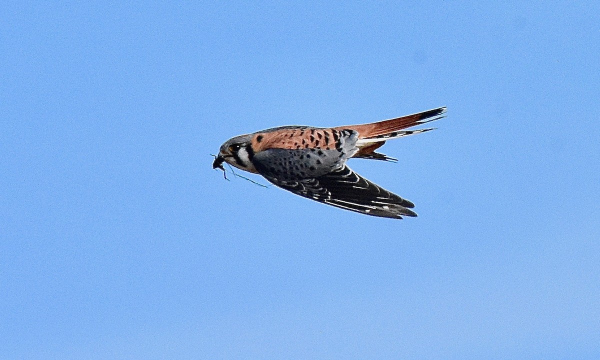 American Kestrel - ML305585781