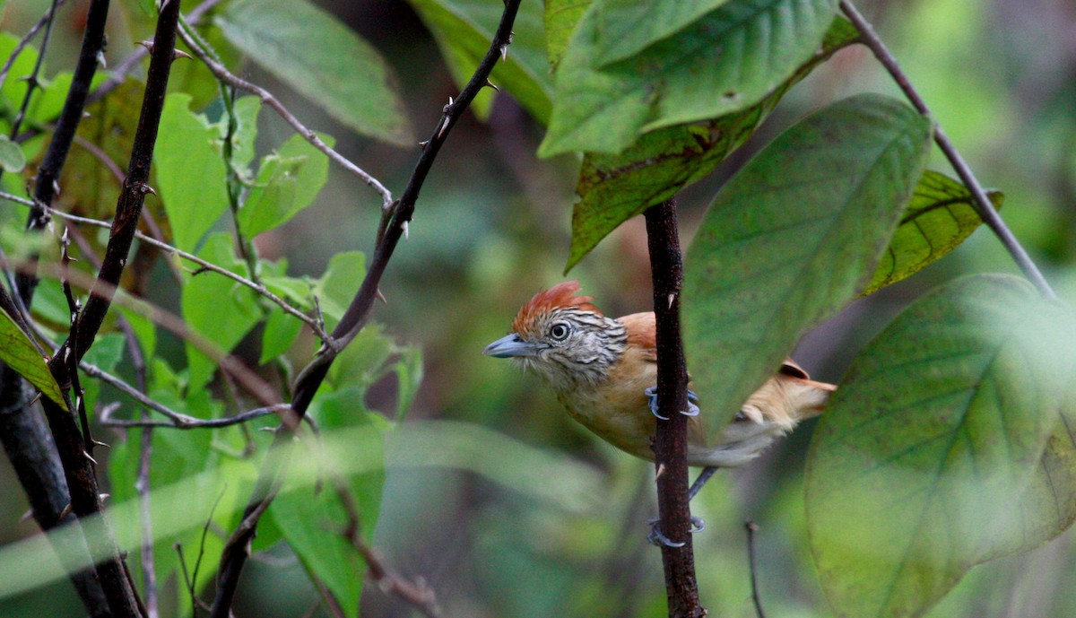 Barred Antshrike - ML30558611