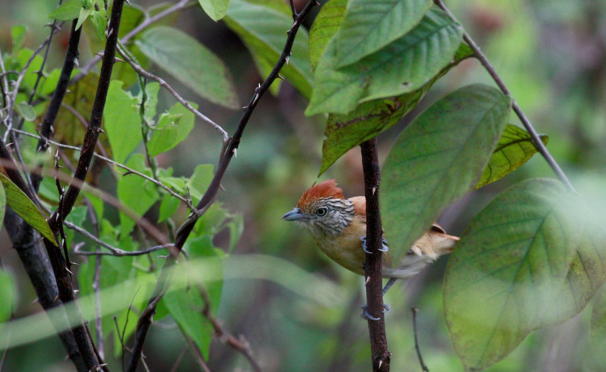 Barred Antshrike - Jay McGowan