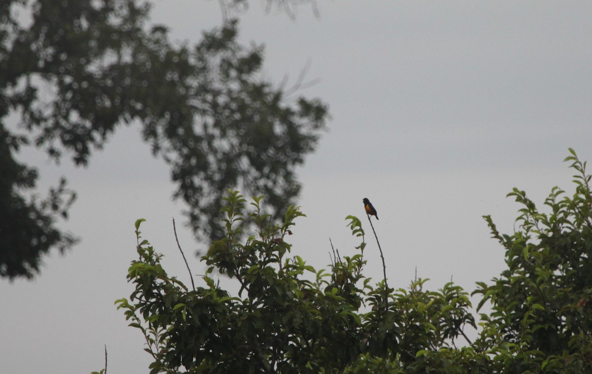 Rufous-bellied Euphonia - ML305586561