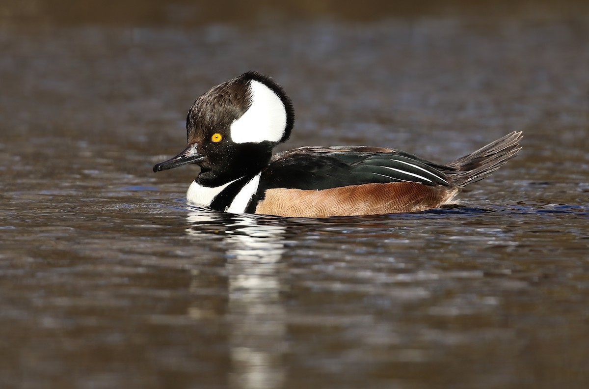 Hooded Merganser - Liam Singh