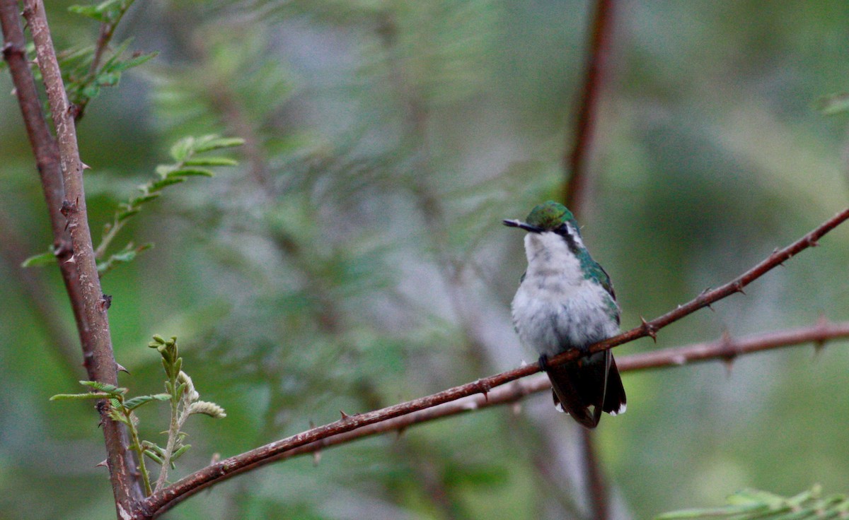 kolibřík modroocasý - ML30558671
