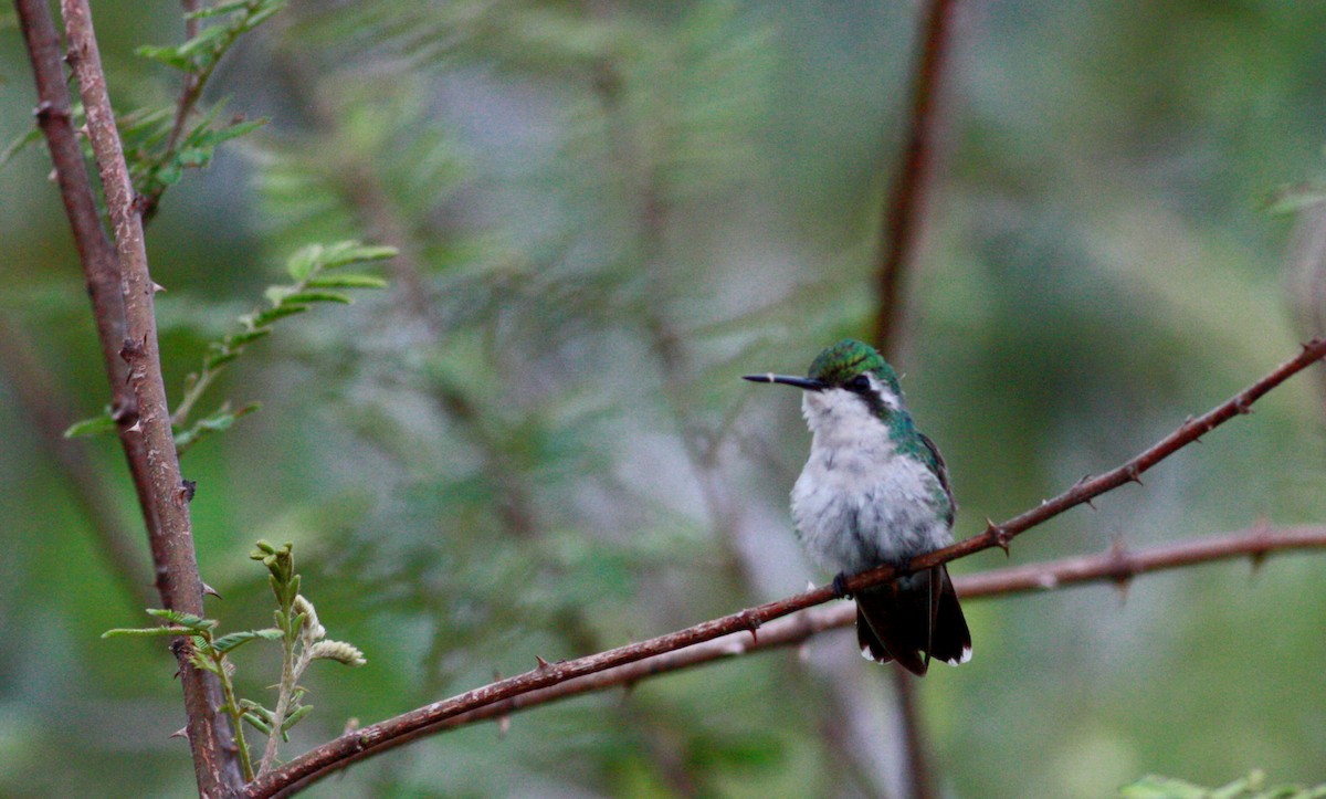 kolibřík modroocasý - ML30558691