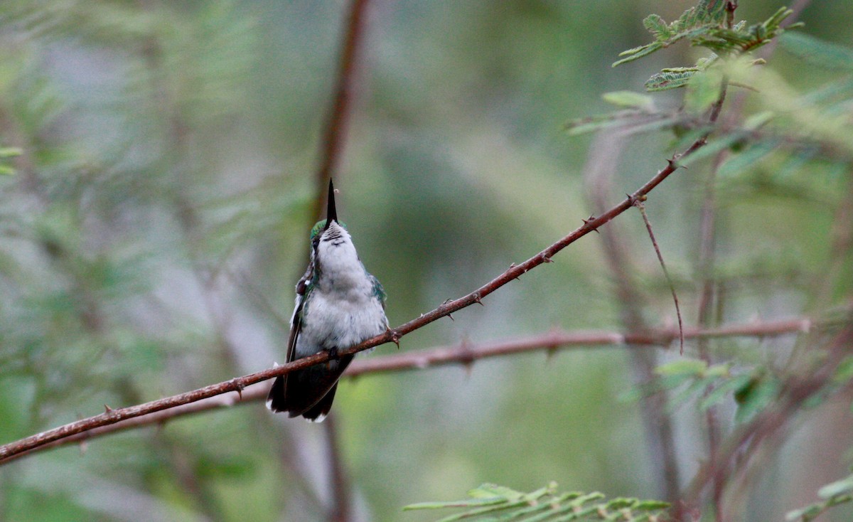 Blue-tailed Emerald - ML30558701