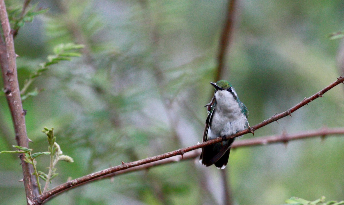 Blue-tailed Emerald - ML30558711