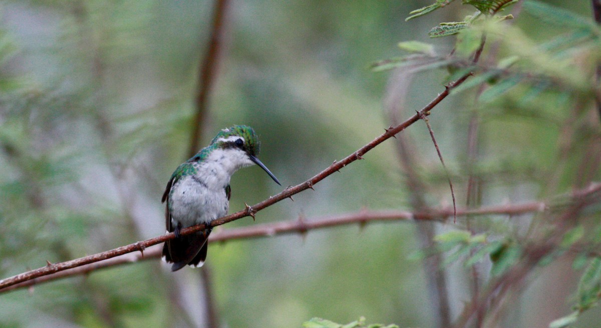 kolibřík modroocasý - ML30558761