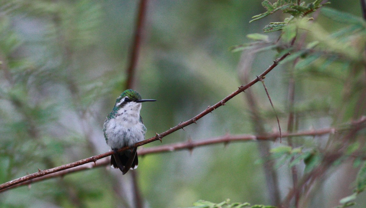 kolibřík modroocasý - ML30558781