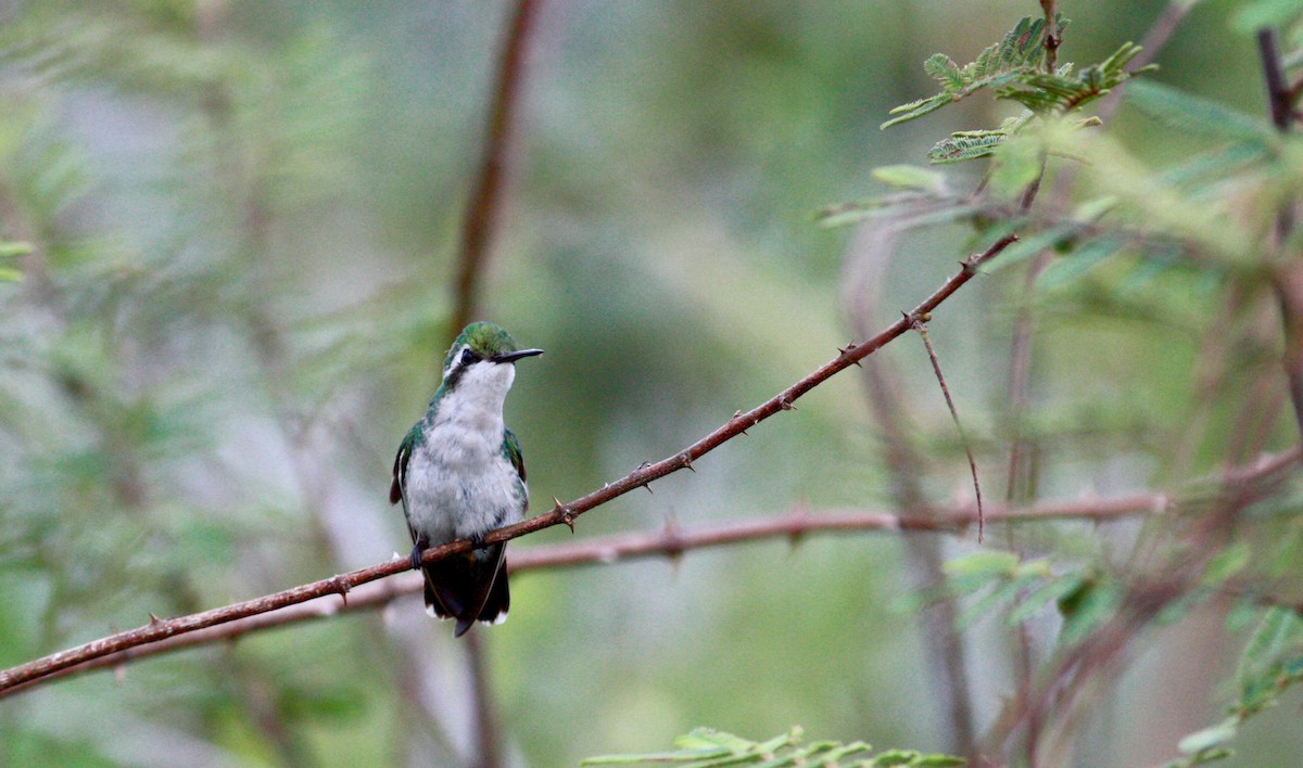 Blue-tailed Emerald - ML30558791