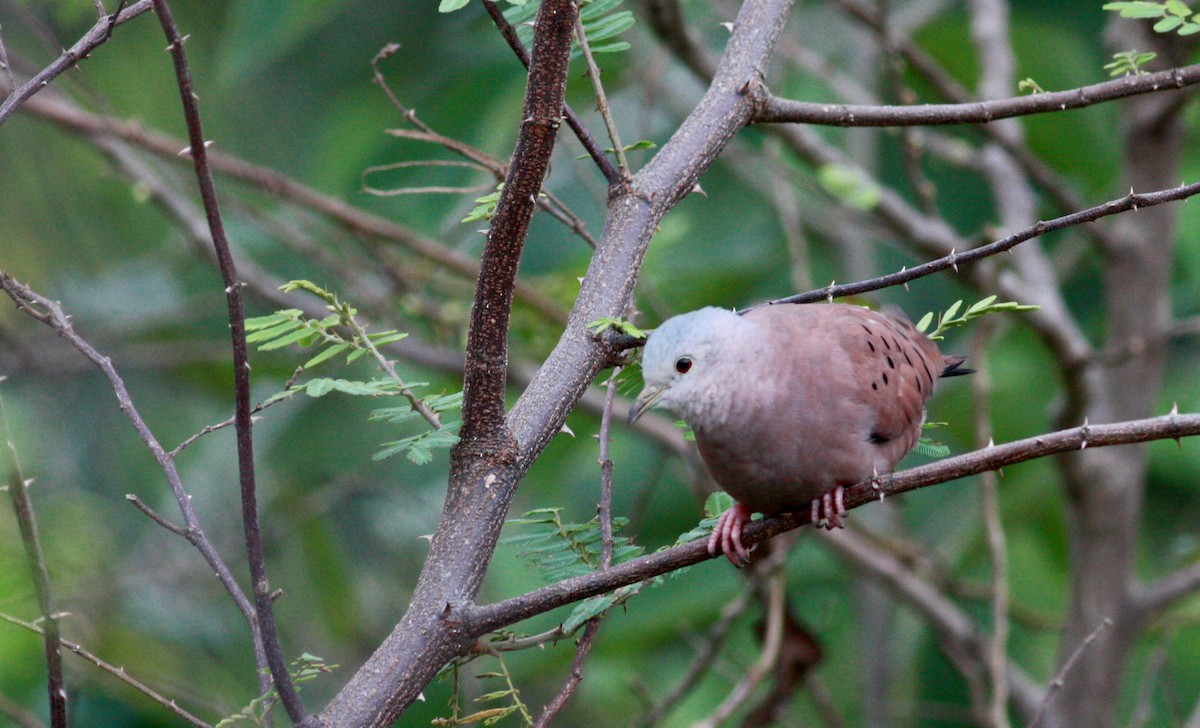 Ruddy Ground Dove - ML30558811