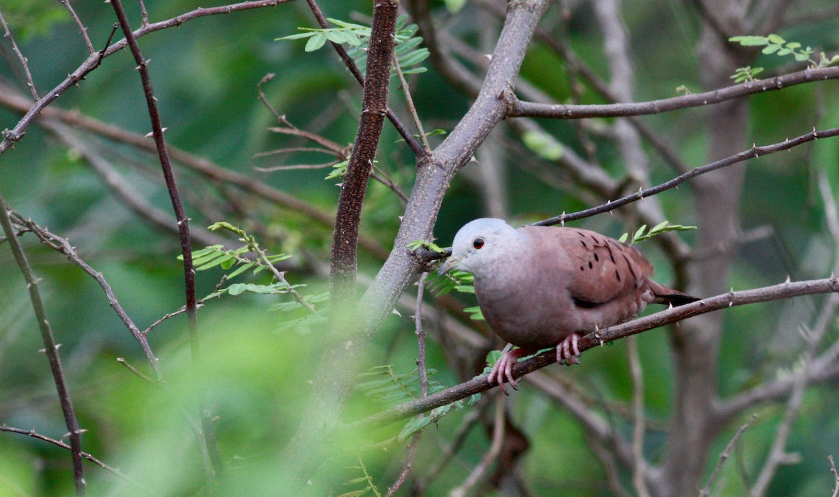 Ruddy Ground Dove - ML30558821