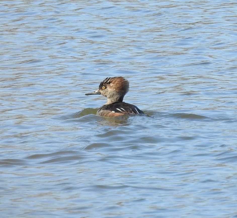 Hooded Merganser - ML305589111