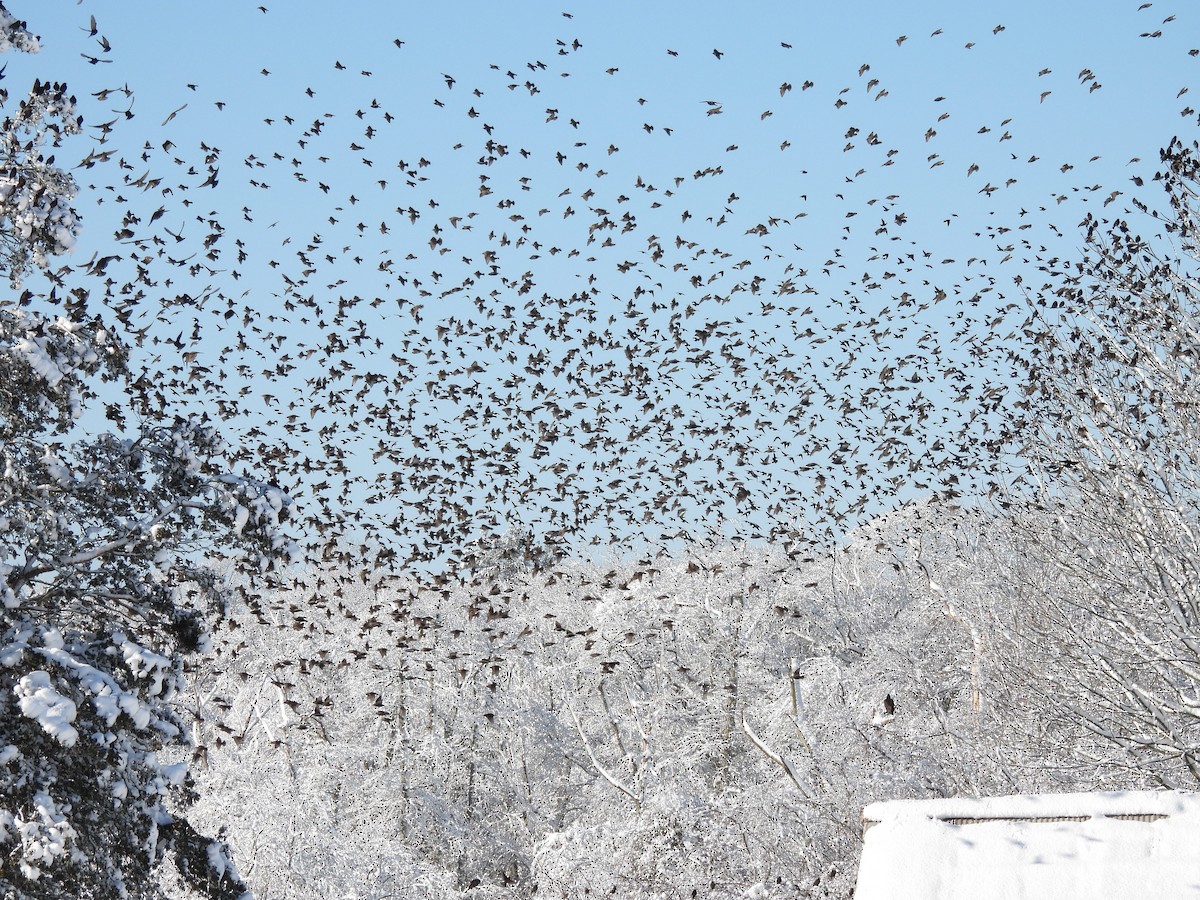 European Starling - ML305589201