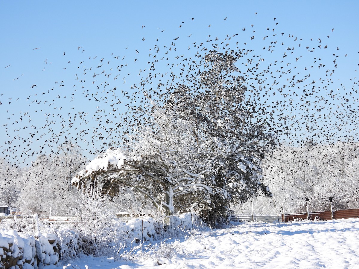 European Starling - ML305589221