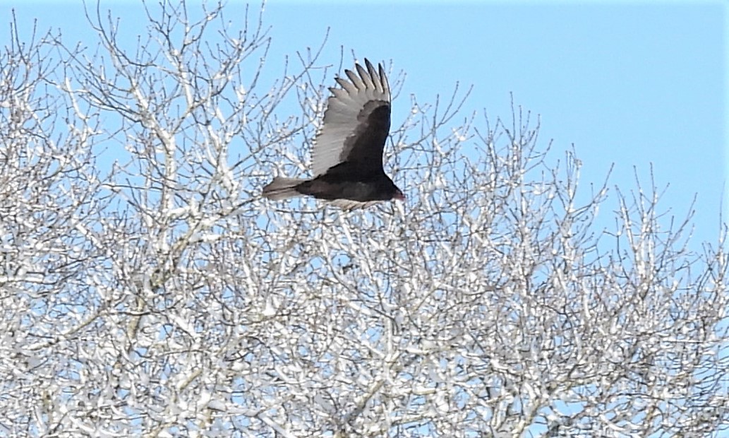 Turkey Vulture - ML305590441