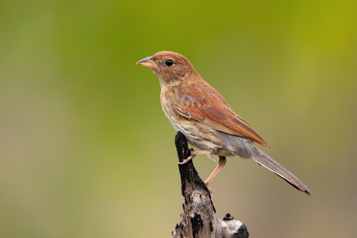 Blue Finch - ML305591371