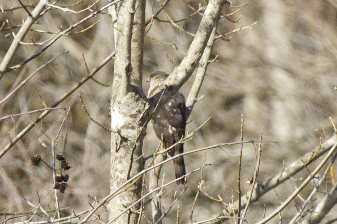 Sharp-shinned Hawk - ML305593101