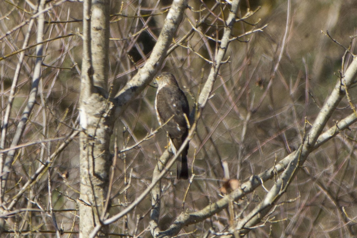 Sharp-shinned Hawk - ML305593111